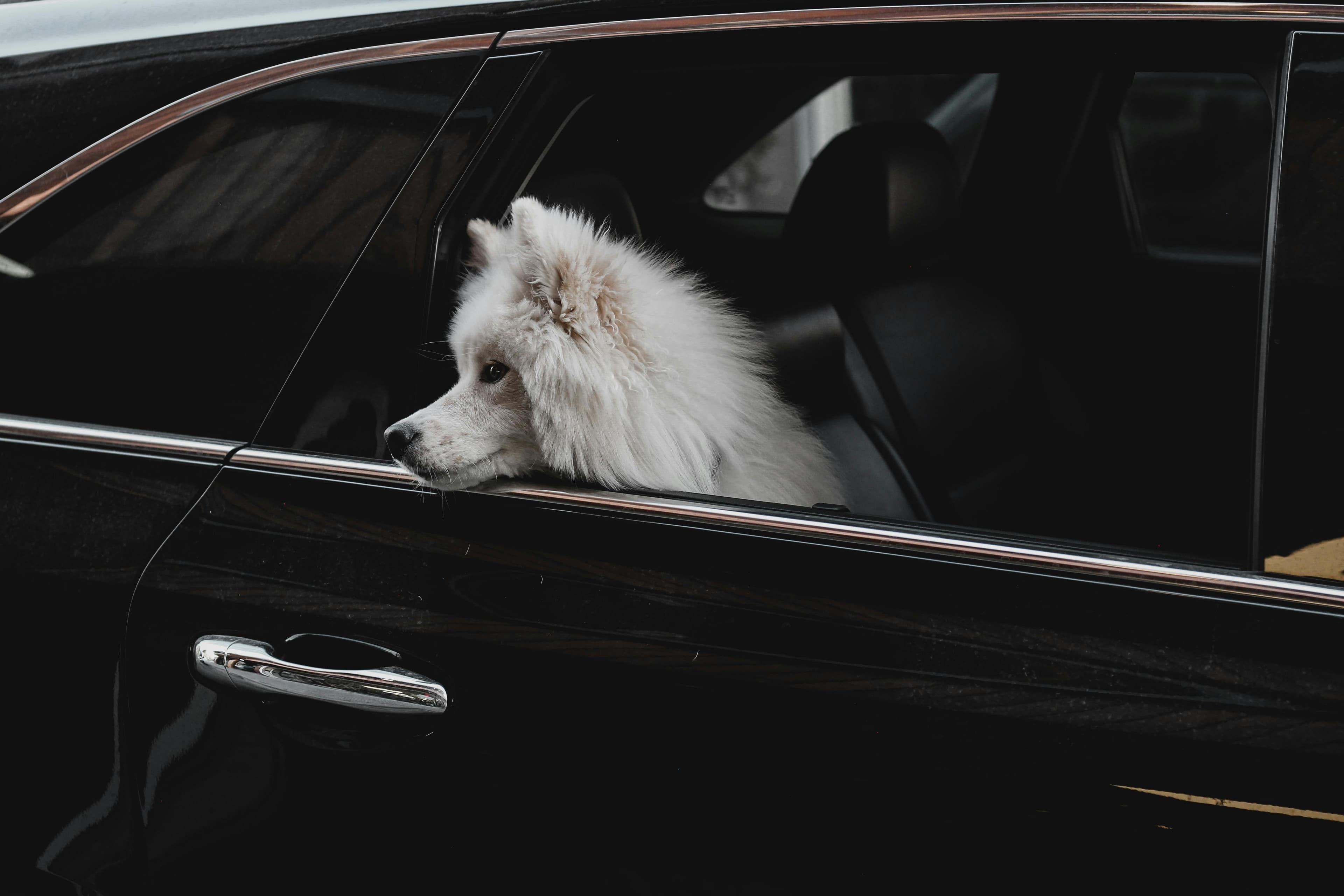 Tierhaare im Auto entfernen – Tipps für eine gründliche Reinigung